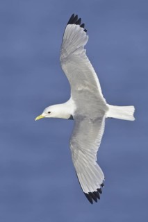 Black-legged Kittiwake (Rissa tridactyla) flying, Newfoundland, Canada