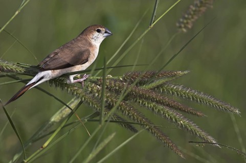 Indian Silverbill (Euodice malabarica), Oman