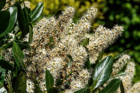 Laurel cherry (Prunus laurocerasus), cherry laurel, flowering, detail, Baden-Württemberg, Germany