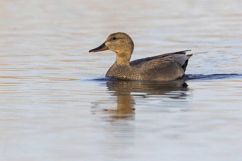 Gadwall, animals, birds, duck, (Anas strepera), Mareca strepera, flight photo, Wagbachniederung,