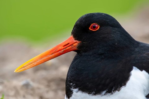 Eurasian Oystercatcher (Haematopus ostralegus) male, Flevoland, Netherlands