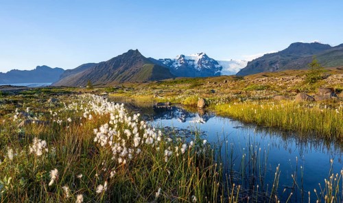 Reflection in a river with cotton grass, view of glacier tongues and mountains, glacier tongue