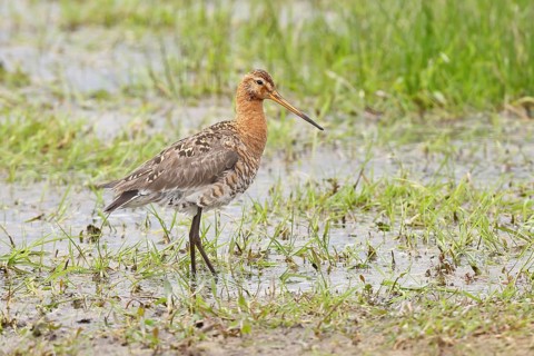 Black-tailed godwit (Limosa limosa) walking in shallow water in a bog, snipe birds, wildlife,
