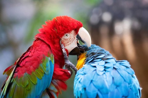 Parrot (Psittaciformes) cleaning a conspecific, Gran Canaria, Canary Islands, Spain