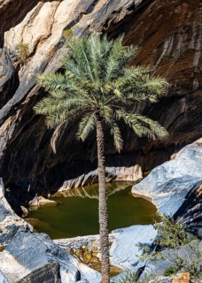 Palm tree at a waterhole in Wadi Nakhar, near the village of Hat, Arabian Peninsula, Sultanate of