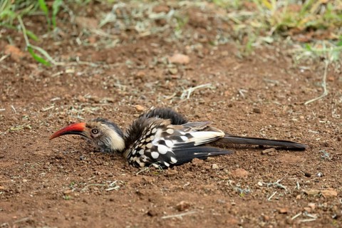 Mopanetoko (Tockus rufirostris), Southern Red-billed Hornbill, adult, on the ground, sand bath,