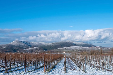 View over vineyards to the snow-covered Palatinate Forest, Southern Palatinate, Palatinate,