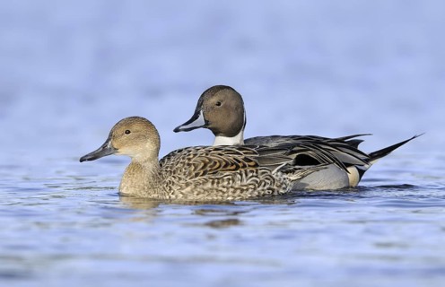 Northern Pintail (Anas acuta) pair, British Columbia, Canada