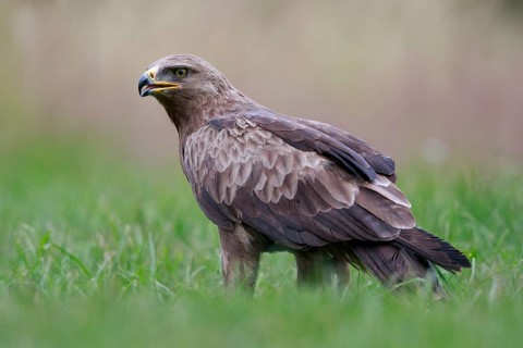 Lesser Spotted Eagle (Clanga pomarina) on grassland, Poland