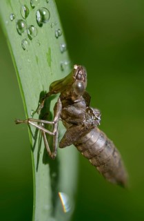 Aeshna cyanea, blue-green mosaic maiden, southern hawker, anisoptera, dragonflies, exuvia, high