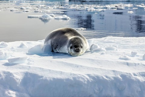 Close-up of a seal lying relaxed on an ice floe in Arctic water, leopard seal (Hydrurga leptonyx)