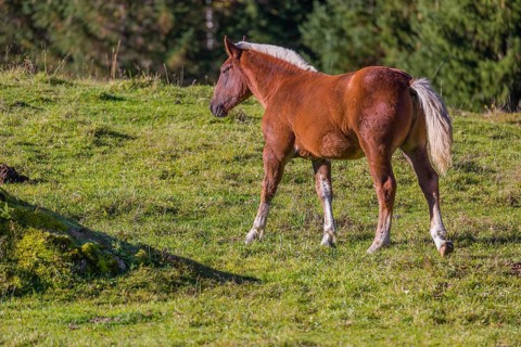 A chestnut colored Noriker horse or Norico-Pinzgauer stands on a sunny paddock