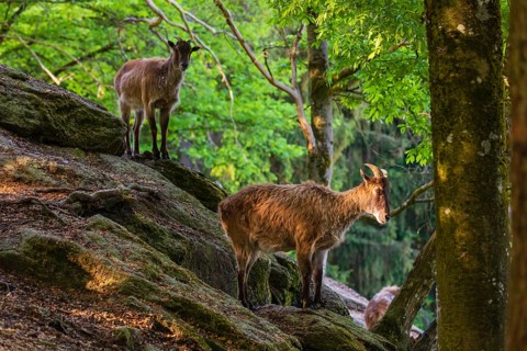 Two female Himalayan grays (Hemitragus jemlahicus) are standing on a rock in a green forest