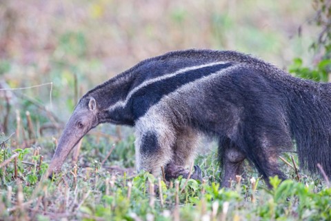 Giant anteater (Myrmecophaga tridactyla) Pantanal Brazil