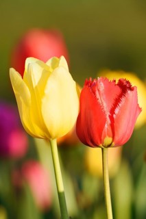 Tulips (Tulipa), red and yellow flowers, North Rhine-Westphalia, Germany