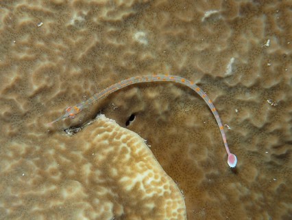 Black-breasted pipefish (Corythoichthys nigripectus) on stone coral. Dive site House Reef, Mangrove