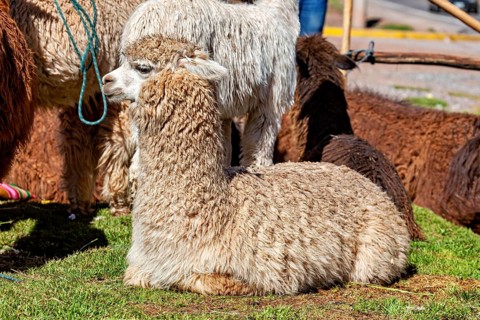 Two alpacas lying on grass in the sun, surrounded by other animals, The llama in the Andes of Peru