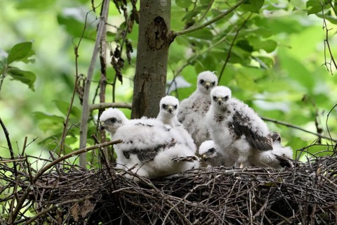 Eurasian Sparrowhawk (Accipiter nisus) chicks in nest, North Rhine-Westphalia, Germany