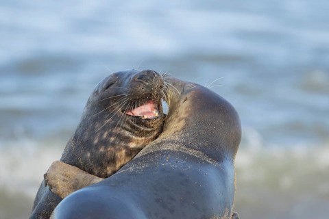 Grey seal (Halichoerus grypus) two adult animals in love courting on a beach, England, United