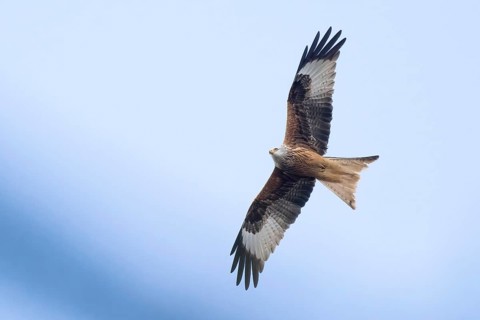 Red kite (Milvus milvus) in flight against a blue sky showing graceful wingspan and striking