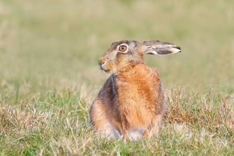 European hare (Lepus europaeus) sitting in a meadow, wildlife, animals, mammal, Ochsenmoor,
