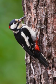Great Spotted Woodpecker (Dendrocopos major) male, Peniche, Portugal