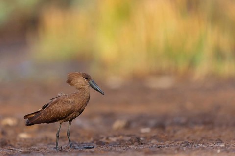 Hammerhead, Hammerhead, Hamerkop, (Scopus umbretta), Ombrette africaine, Avemartillo, Shadebird,