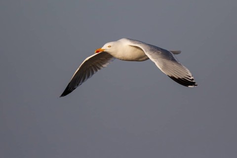 European Herring Gull (Larus argentatus) flying, Netherlands