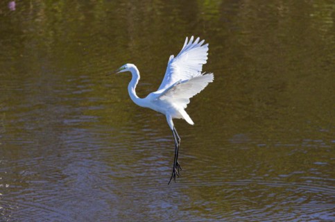 Great egret (Ardea alba) Pantanal Brazil
