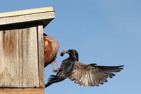 Starling (Sturnus vulgaris) lands with food in its beak at the nesting box in the garden, Allgäu,