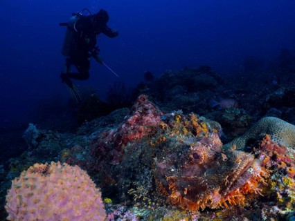 A diver and a scorpionfish, the fringed scorpionfish (Scorpaenopsis oxycephalus), in a colourful,