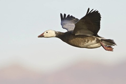 Snow Goose (Anser caerulescens) flying, New Mexico, USA