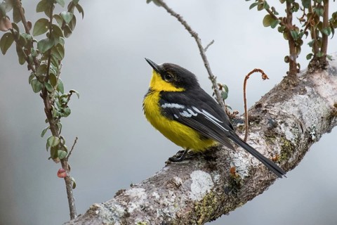 Black-breasted Boatbill (Machaerirhynchus nigripectus) male perched on a branch, West Papua,