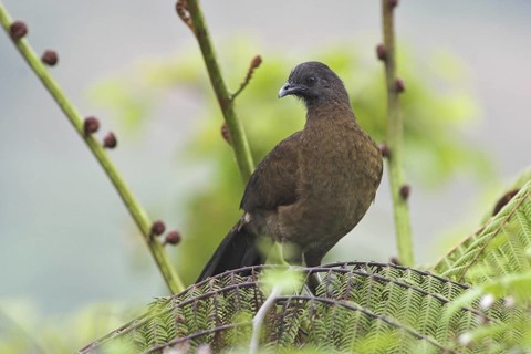 Grey-headed Chachalaca (Ortalis cinereiceps), Costa Rica