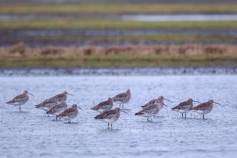 Eurasian Curlew (Numenius arquata) flock resting, Netherlands