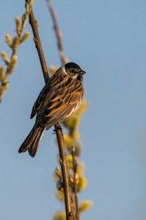 Emberiza Schoeniclus, reed bunting, birds, high size, portrait format, male, passeri, songbirds,