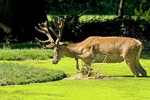 Capital red deer (Cervus elaphus) with magnificent unswept antlers, in bast, wading through muddy