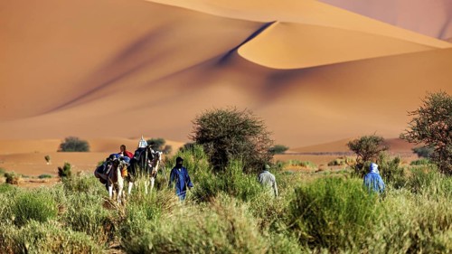 Group of people with camels in sandy, dune-rich desert landscape, Tuareg with his camel caravan in