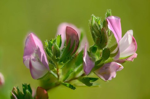 Fabaceae, creeping weeper, Ononis repens, butterflies, common restharrow, flora, weeping, plants,