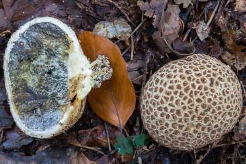 Bovist, thick-skinned potato bovist, fire mushroom, poisonous ball mushroom, potato bovist, smoke