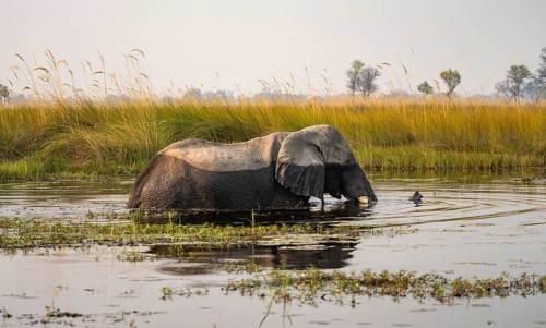 African elephant (Loxodonta africana) swimming in the swamp, Xakanaxa Lagoon, Okavango Delta,