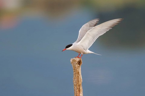 Common Tern (Sterna hirundo), Greece