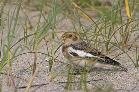 Snow Bunting (Plectrophenax nivalis), Schleswig-Holstein, Germany