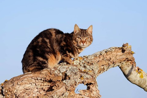 House cat sitting on a tree trunk, Algarve, Portugal