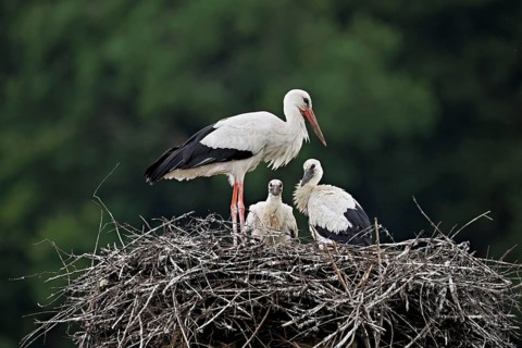 White stork (Ciconia ciconia), adult with two chicks standing on eyrie, Canton Aargau, Switzerland
