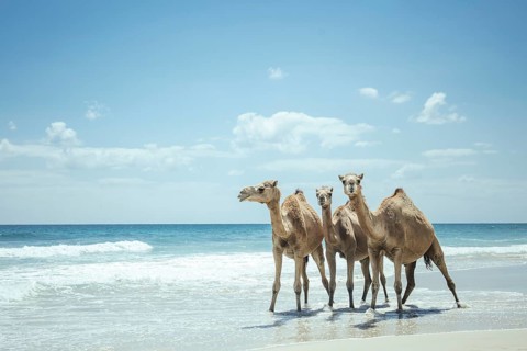 Dromedaries (camelus dromedarius) on the beach of the Indian Ocean, Dalkut, Dhofar, Oman