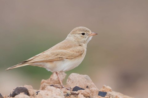 Bar-tailed Desert Lark - Sandlerche - Ammomanes cincturus, Marokko, adult