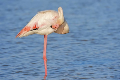 Greater flamingo (Phoenicopterus roseus) grooming its feathers, Camargue, Provence, southern France