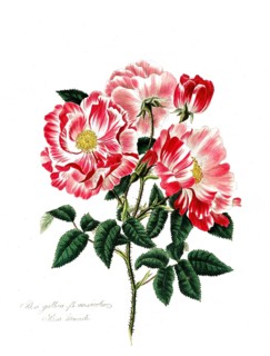 Rosa gallica-versicolor, Rose, Old rose, Rose cultivar, Illustration from 1799, Historical,