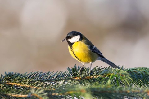 Great tit (Parus major) sitting on a branch, Bavaria, Germany